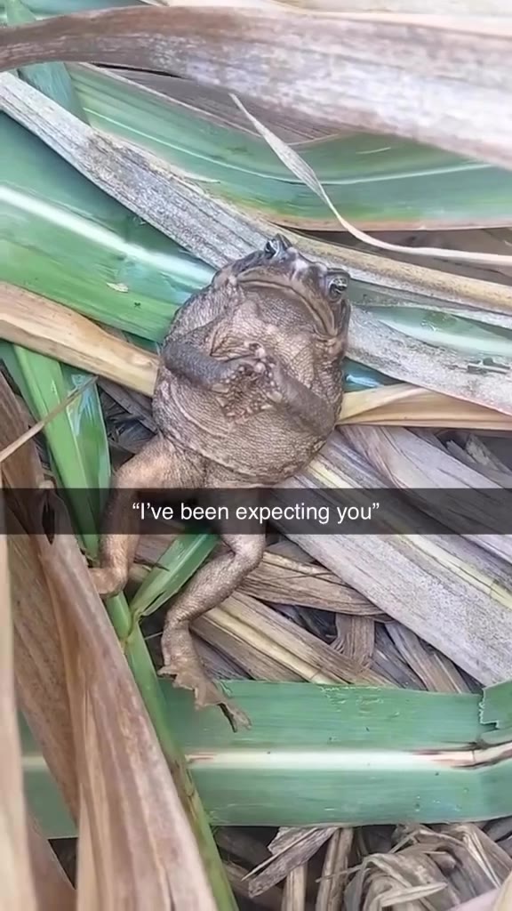“Гуе been expecting you” я