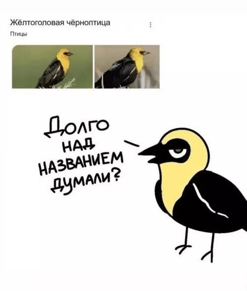 Жёлтоголовая чёрноптица