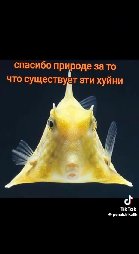 и другие тоже раааааазные всякии
