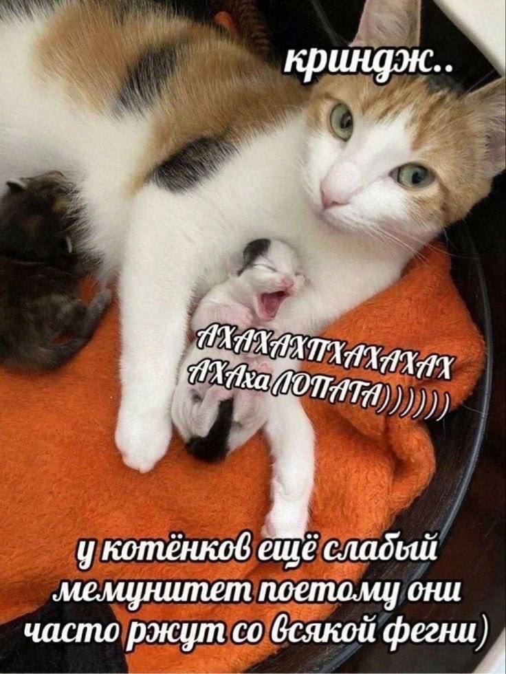 ещё сладьш мемунитет поетому они часто ржут всякой