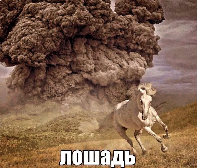 лошадь