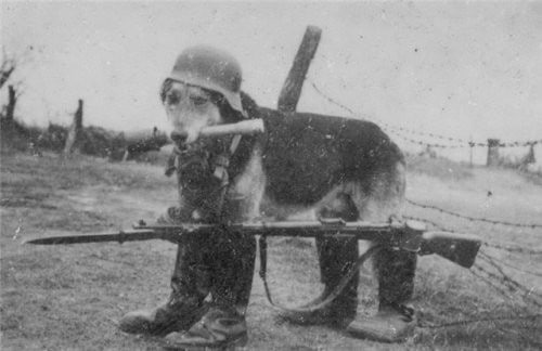 This is Blitz, the Hound of Caen. He was the Wehrmacht's top attack dog and the most highly decorated military animal of the 20th century.

During the Normandy landings of 1944, Blitz was single-pawed
