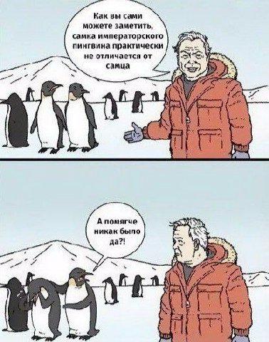 Как вы сами можете заметить, самка императорского пингвина практически не отличается от к самца А помягче никак было да?!
