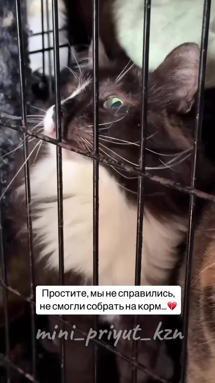 Дорогие!
Снова подошло время для заказа корма котикам😔

К сожалению, волшебного сундука с кормом у приюта нет… А приютские котики в плане еды вообще какие-то бездонные - сколько положишь, все уйдет…