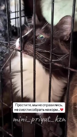 Дорогие!
Снова подошло время для заказа корма котикам😔

К сожалению, волшебного сундука с кормом у приюта нет… А приютские котики в плане еды вообще какие-то бездонные - сколько положишь, все уйдет…