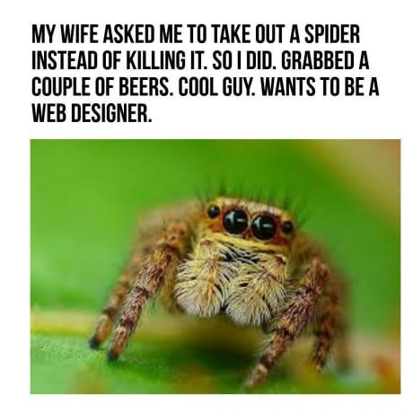 MY WIFE ASKED ТО TAKE OUT А SPIDER INSTEAD OF KILLING IT. $0 DID. GRABBED A COUPLE OF BEERS. COOL GUY. WANTS TO BE A WEB DESIGNER