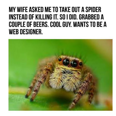 MY WIFE ASKED ТО TAKE OUT А SPIDER INSTEAD OF KILLING IT. $0 DID. GRABBED A COUPLE OF BEERS. COOL GUY. WANTS TO BE A WEB DESIGNER