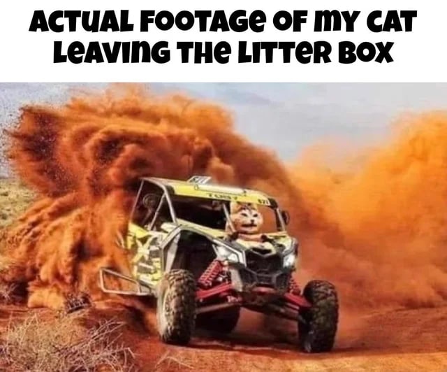ACTUAL FOOTAGE OF CAT AVING THE LITT may