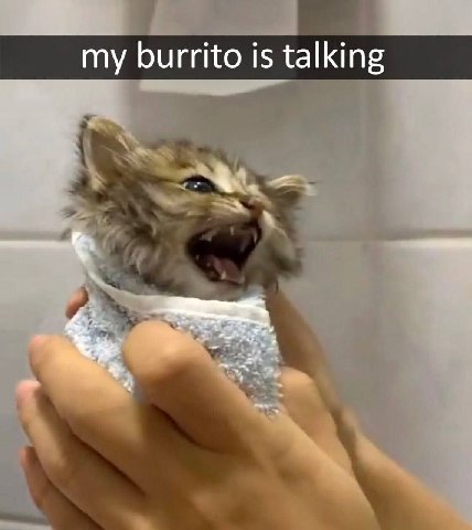 my burrito is talking