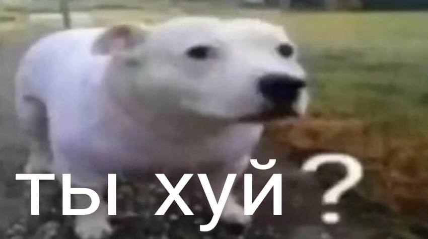 ты хуй