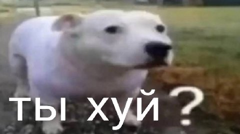 ты хуй