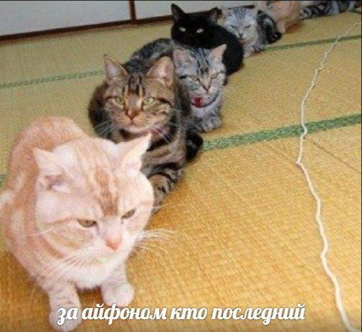 за айфоном кто последний