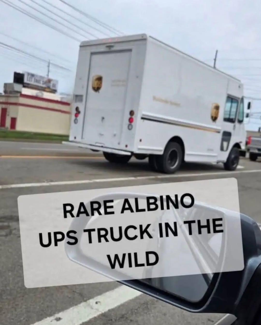 RARE ALBINO TRUCK IN THE