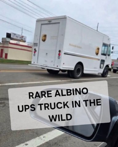 RARE ALBINO TRUCK IN THE
