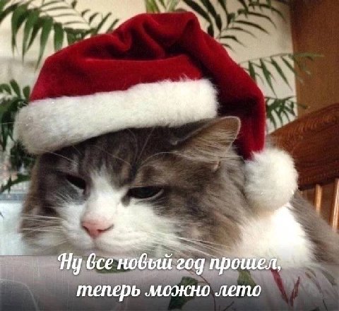 fly новый год теперь можно лето