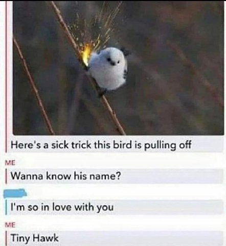 Here's а sick trick this bird is pulling off ME Wanna know his name? so in love with you ME Tiny Hawk