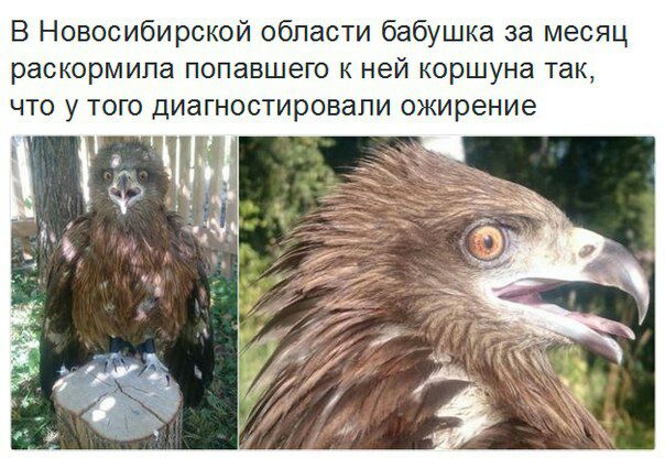 В Новосибирской области бабушка за месяц раскормила попавшего к ней коршуна так, что у того диагностировали ожирение tite у “a we