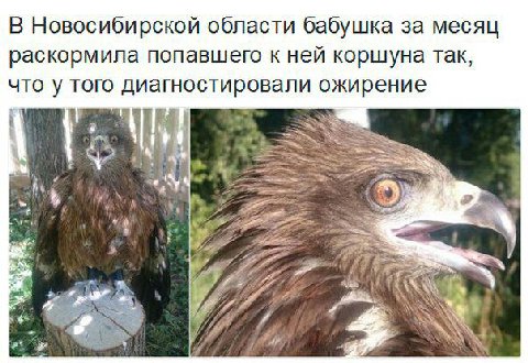 В Новосибирской области бабушка за месяц раскормила попавшего к ней коршуна так, что у того диагностировали ожирение tite у “a we