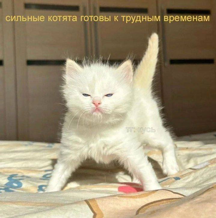 сильные котята готовы к трудным временам