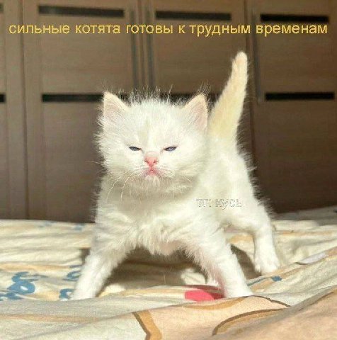 сильные котята готовы к трудным временам