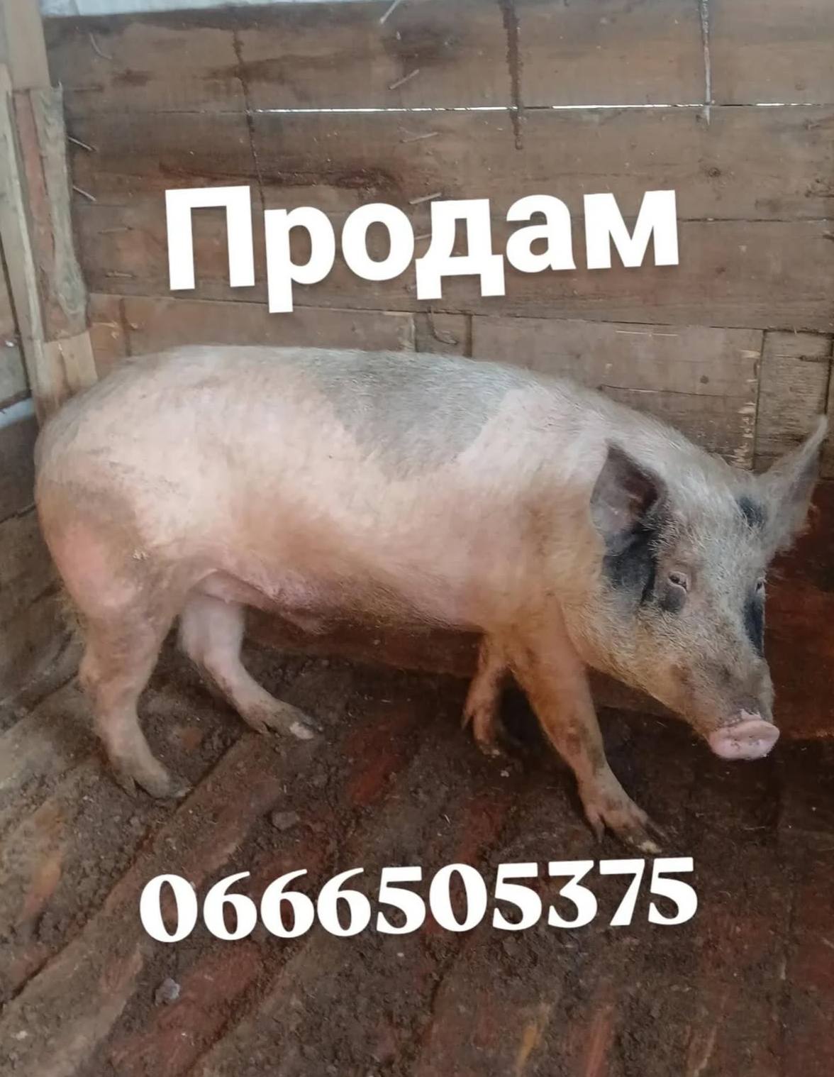 Продам 0666505375
