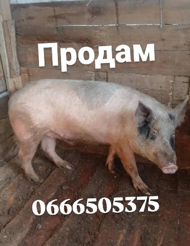 Продам 0666505375