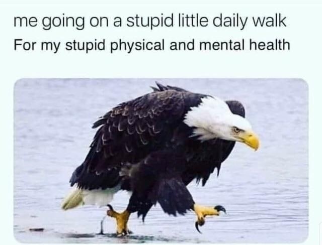 me going on a stupid little daily walk For my stupid physical and mental health