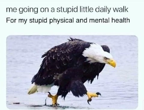 me going on a stupid little daily walk For my stupid physical and mental health
