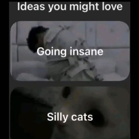 Ideas you might love Going insane Silly cats