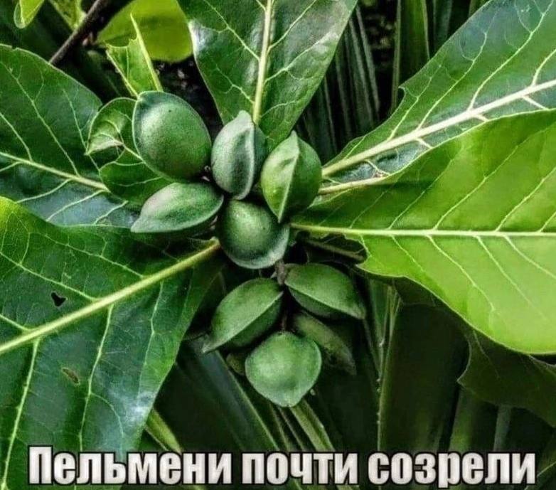 Пельмени почти созрели
