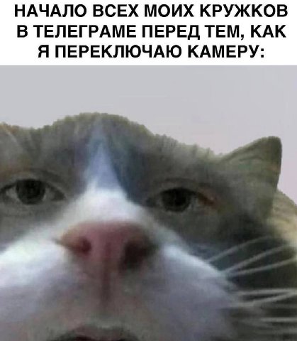 НАЧАЛО ВСЕХ МОИХ КРУЖКОВ В ТЕЛЕГРАМЕ ПЕРЕД ТЕМ, КАК Я ПЕРЕКЛЮЧАЮ КАМЕРУ: