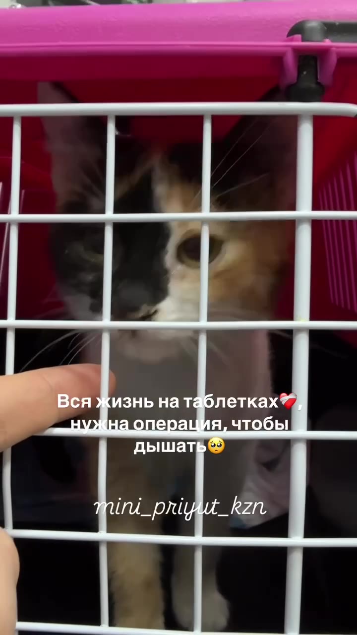 10.500₽ чтобы дышать❤️‍🩹

Фенька продолжает бороться за свою жизнь и здоровье🥺
Она уже перенесла КТ с бак посевом, отоскопию и промывание буллы, риноскопию и вот уже несколько месяцев она пьет свои пи