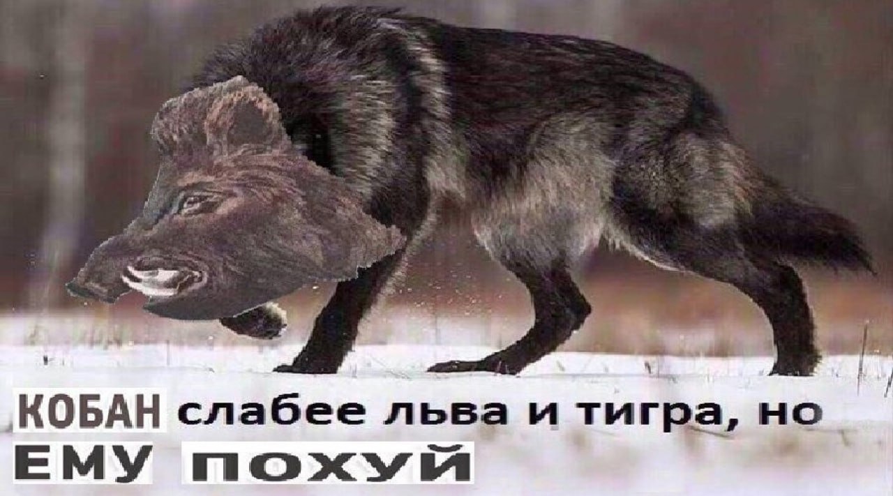 КОБАН слабее льва и тигра, но. ЕМУ