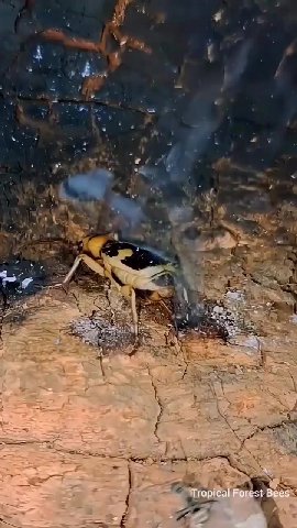Bombardier beetles defend themselves by spraying a boiling acid-reaching temperatures of 212°F-at predators.