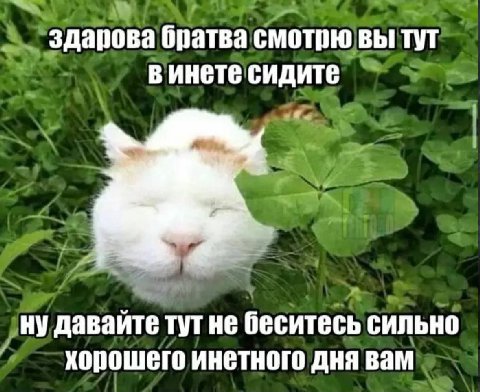 здарова братва смотрю вы тут в инете сидите ну давайте тут не беситесь сильно хорошего инетного дня вам