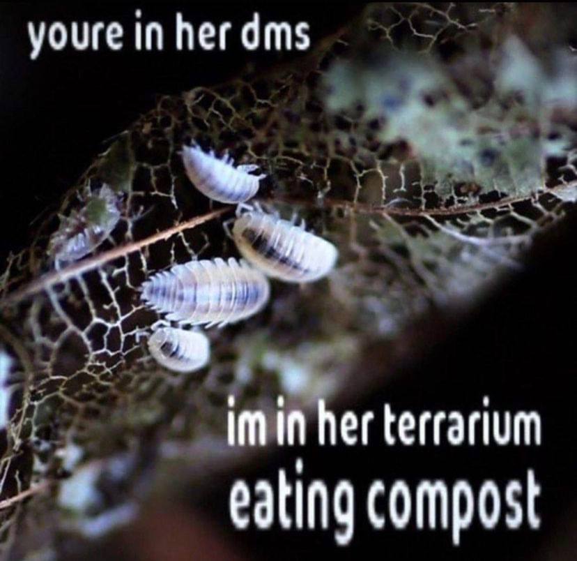 youre in her dms terrarium eating compost