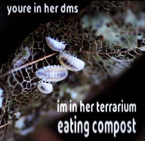 youre in her dms terrarium eating compost
