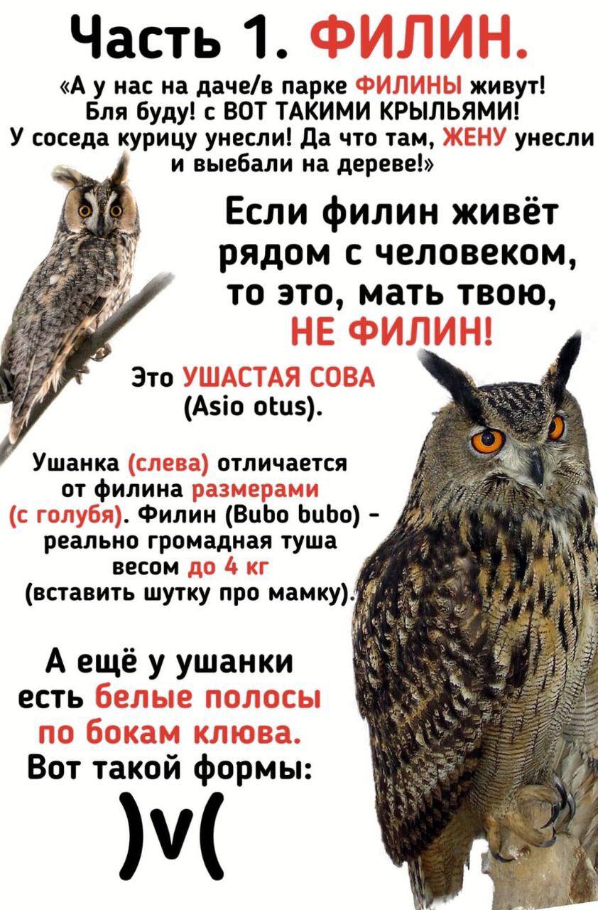 Часть 1. ФИЛИН «А у нас на даче/в парке ФИЛИНЫ живут! Бля буду! с ВОТ ТАКИМИ КРЫЛЬЯМИ! У соседа курицу унесли! Да что там, ЖЕНУ унесли и выебали на Если филин живёт рядом с человеком то это, мать твою