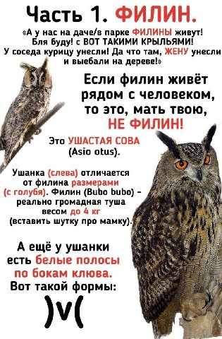 Часть 1. ФИЛИН «А у нас на даче/в парке ФИЛИНЫ живут! Бля буду! с ВОТ ТАКИМИ КРЫЛЬЯМИ! У соседа курицу унесли! Да что там, ЖЕНУ унесли и выебали на Если филин живёт рядом с человеком то это, мать твою
