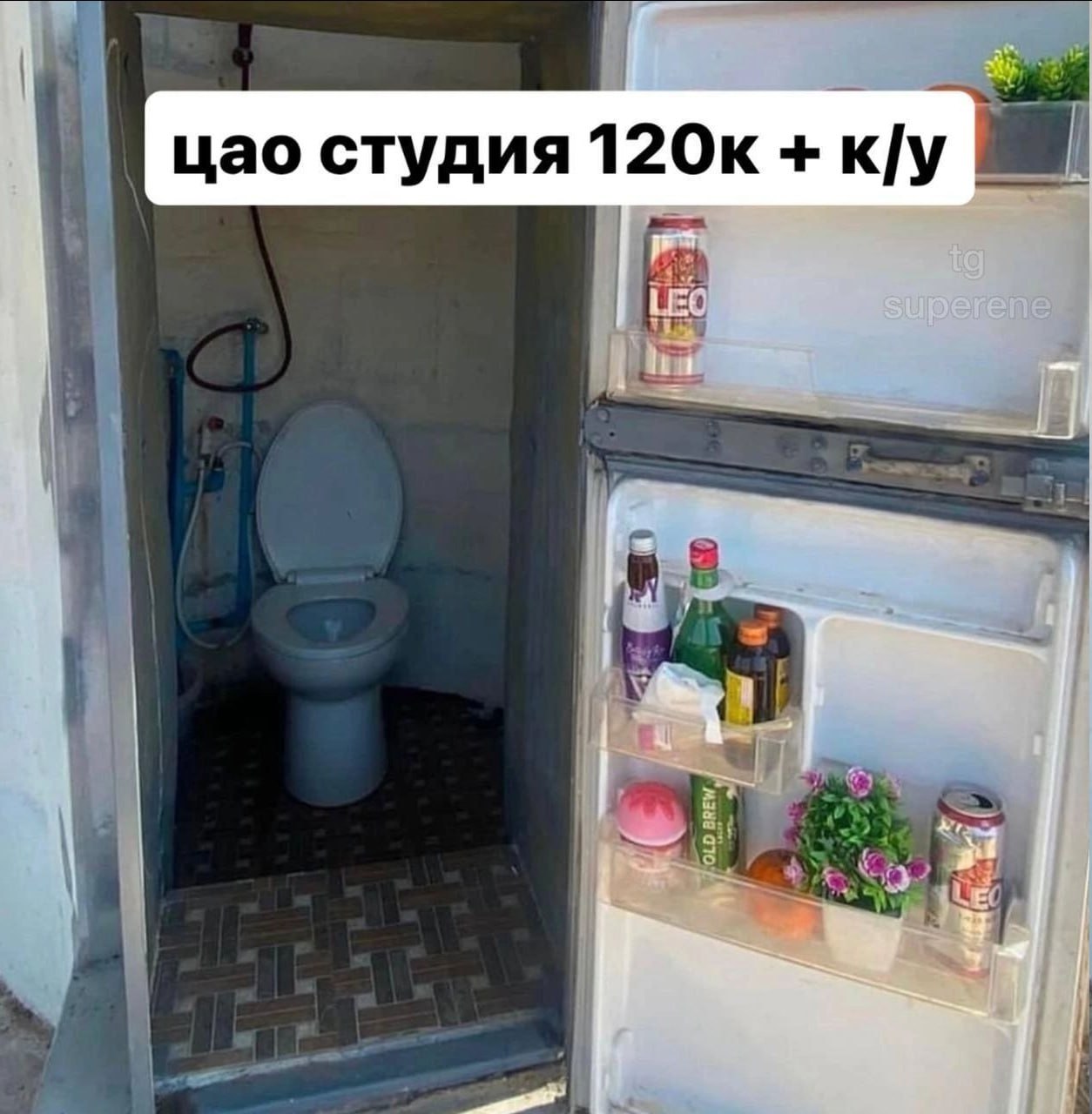 цао студия 12 LEO.