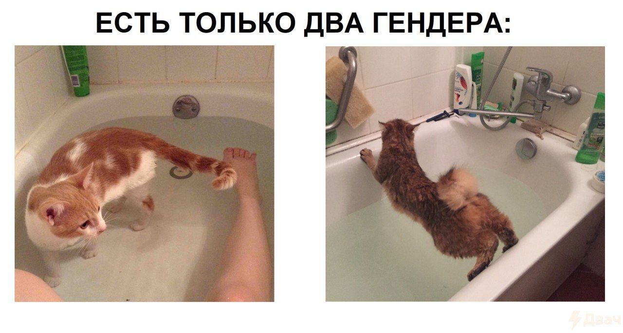 ЕСТЬ ТОЛЬКО ДВА ГЕНДЕРА: