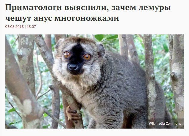 Приматологи выяснили, зачем лемуры чешут анус многоножками 03.08.2018 15:07 А a Wikimedia Commons