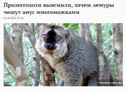 Приматологи выяснили, зачем лемуры чешут анус многоножками 03.08.2018 15:07 А a Wikimedia Commons