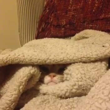 cat politely declines being removed from blanked pile