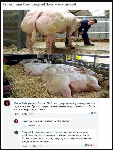 Так выглядит #гмо говядина! Приятного аппетита! у у А 2$ Maria Dobryanska Это не ГМО, это природная мутация двойной мускулатуры. Просто закрепленная путем искуственного отбора у крупного рогатого скот