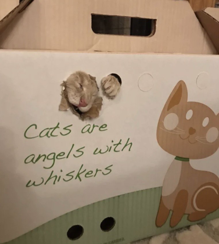 Cats are ange и