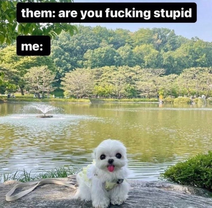 are you fucking stupid a me: 5. 4 4 с I у