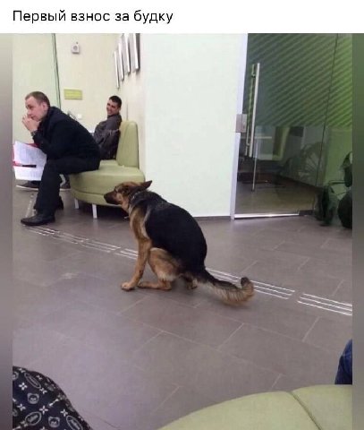 Первый взнос за будку