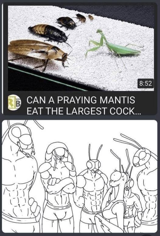А CAN A PRAYING MANTIS EAT THE LARGEST COCK... LON
