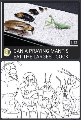 А CAN A PRAYING MANTIS EAT THE LARGEST COCK... LON